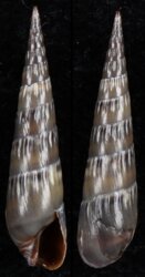 Hastula cinerea