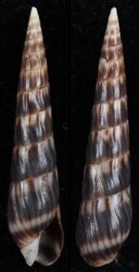 Hastula penicillata