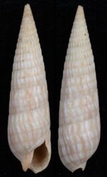 Terebra cerithina
