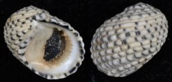 Nerita tesselata
