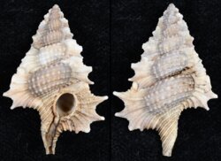 Gyrineum aculeatum