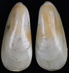 Amygdalum watsoni