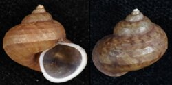 Cyclophorus alabatensis