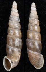 Euphaedusa cf aculus