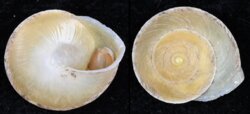 Chlorea fibula