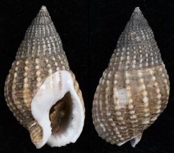 Nassarius reticulatus