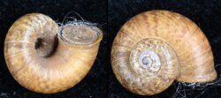 Cyclotus lubricus