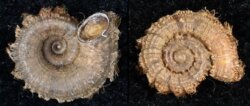 Scabrina hirsuta