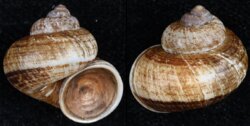 Ptychopoma omiacum