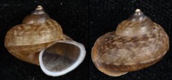 Cyclophorus alabatensis