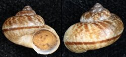 Cyclophorus loloensis