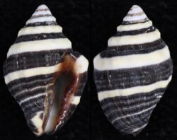 Engina mendicaria