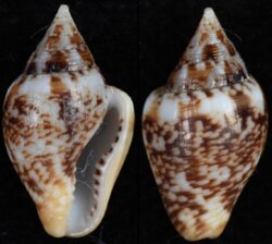 Columbella rustica
