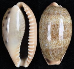 Erronea caurica elongata