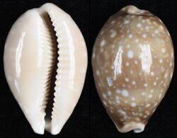 Lyncina vitellus