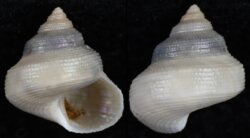 Calliostoma nordenskjoldi