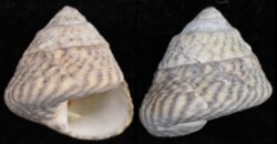Gibbula cineraria