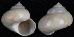 Margarella violacea