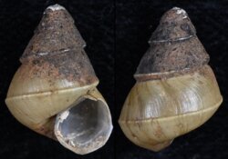 Bellamya species