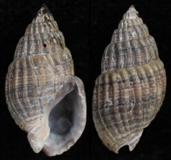 Nassarius reticulatus
