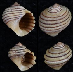 Littorina nigrolineata