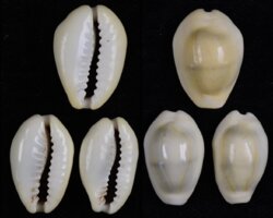 Monetaria moneta
