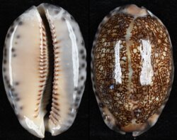 Mauritia arabica arabica
