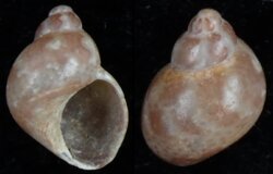 Tricolia canarica