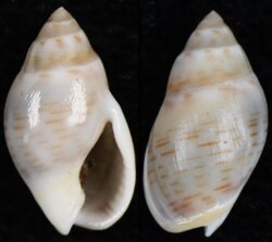Nassarius granum