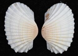 Arca granosa