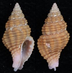 Clivipollia pulchra