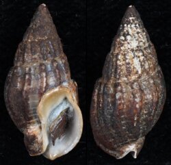 Nassarius nitidus