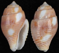 Pyrene splendidula