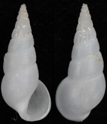 Rissoina gigantea