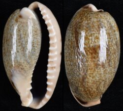 Erronea caurica elongata