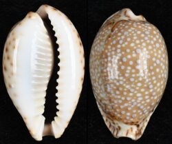 Naria lamarckii