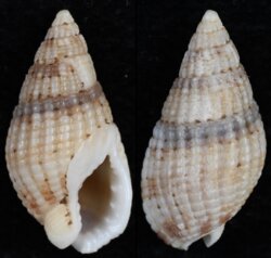 Nassarius reticulatus