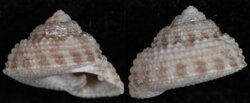Clanculus flagellatus