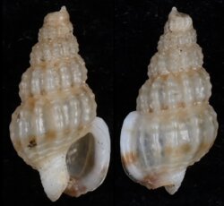 Nassarius liberiensis