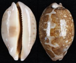 Leporicypraea mappa mappa
