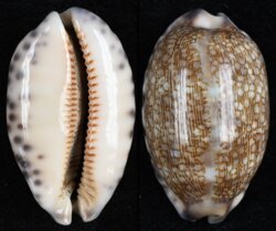 Mauritia eglantina