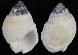 Nassarius albescens