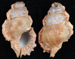 Bursa corrugata pustulosa