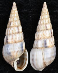 Pyramidella maculosa