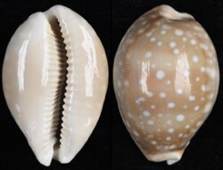 Lyncina vitellus
