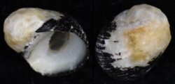 Nerita funiculata