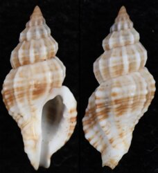 Ergalatax dattilioi