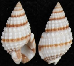 Nassarius pyrrhus
