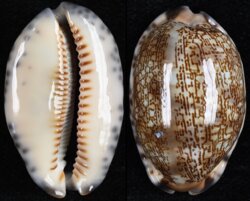Mauritia arabica arabica