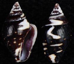 Pictocolumbella ocellata